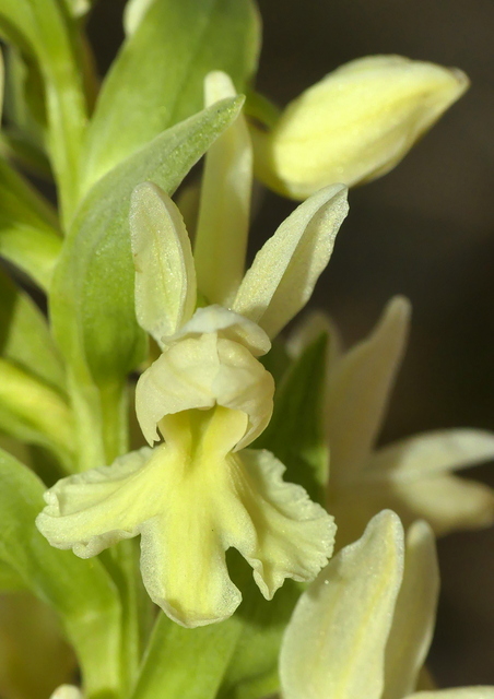 Dactylorhiza romana in una splendida variabilit - provincia di Caserta marzo 2019